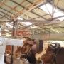 Saat Idul Adha, Kebutuhan Hewan Kurban di Kalbar Diproyeksikan 8.000 Ekor Sapi