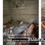 Viral Video Kakek Waras Sebatang Kara di Banyuwangi Hidup Terlantar, Bupati Banyuwangi Kesal