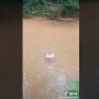 Dikira Dibiarkan Hanyut, Anak Balita Ini Diajari Berenang di Sungai, Warganet: Kirain Ga Ada Bapaknya