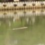 Viral Penampakan Buaya Asyik Berenang Di Kali Kapuk Kamal Jakarta Utara, Netizen Heboh: Lebih Bahaya Buaya Darat