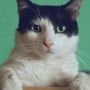 Gucci Resmi Rilis Aksesoris untuk Anjing dan Kucing, Harganya Mulai Rp3 Juta