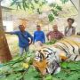 Hindari Inbreeding, Harimau Surya Manggala dan Citra Kartini Dilepasliarkan di Taman Nasional Kerinci Seblat