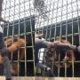 Minta Maaf, Remaja Ditarik Orangutan di Riau Ternyata Demi Konten Langgar Aturan Kebun Binatang