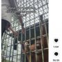 Pria Ini Bersalaman dengan Orang Utan, Endingnya Justru Merepotkan
