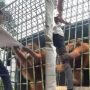 7 Fakta Momen 'Mindblowing' Pria Ditarik Orang Utan di Riau, Histeris sampai Minta Maaf