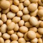 Kacang Panggang Indonesia Senilai 42 Ribu Dolar AS Tembus Kanada