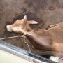 'Langgar UU Peternakan' Pengangkutan Sapi Ternak dari Kapal ke Truk, Kepalanya Diikat dan Dikaitkan ke Crane
