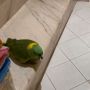 Dikira Anak Kecil, Obrolan Burung Temani Pemilik di Kamar Mandi Bikin Ngakak