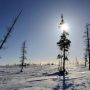 Tundra Siberia Terancam Punah dalam Kurun Waktu 500 Tahun, Waspada