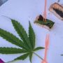 Thailand Melegalkan Perdagangan Ganja, Parlemen Godok Undang-undang Pengendaliannya