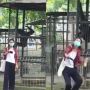 Belum Selesai soal Pria Ditarik Orangutan, Kini Viral Wanita Dijambak Siamang saat Mengajak Selfie
