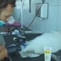 Cat Bulu Anabul Jadi Tren di TikTok, Kucing Putih Punya Ekor Biru dan Ungu