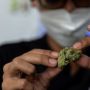 Pertama di Asia, Thailand Legalkan Tanam dan Konsumsi Ganja