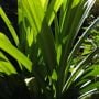 4 Manfaat Daun Pandan untuk Kesehatan Tubuh dan Keindahan Rambut Kepala