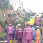 Musim Pancaroba, Sri Sultan Minta Warga Jogja Waspadai Pohon Tumbang