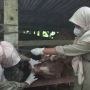 Jelang Hari Raya Idul Adha, Warga Kota Jogja Diimbau Tak Datangkan Ternak dari Luar Daerah