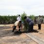 PTPN V Asistensi Ratusan Petani Mitra Sertifikasi ISPO-RSPO