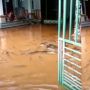 Ikan Tetangga Berenang ke Halaman Rumah Saat Banjir, Pemilik Giring Pulang