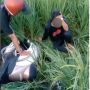 Diduga Mabuk Berat, Pria di Jembrana Ini Dibangunkan Warga Karena Tidur di Sawah