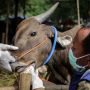Jelang Idul Adha, Bali Kirim 9 Ribu Sapi Potong ke Berbagai Daerah di Indonesia