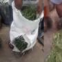 Parah! Oknum Pedagang Diduga Tega Tipu Pembeli, Jual Cabai Hijau Malah Diisi Rumput Satu Karung