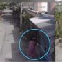 Terekam Kamera CCTV, Pertarungan Sengit Emak Berdaster Versus Kucing Oren
