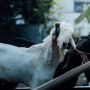 Kurban Kambing untuk Berapa Orang? Ini Penjelasan Para Ulama