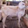 Satu Ekor Kambing Bisa Untuk Kurban Berapa Orang? Ini Aturannya