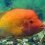 Kenapa Ikan Red Devil Dilarang di Indonesia? Ini Penjelasan tentang Ikan Mematikan!