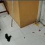 Utang Tak Kunjung Dibayar, Perempuan Ini Lempari Rumah Pengutang Pakai Telur Busuk dan Kotoran