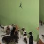 Ular Masuk ke Rumah, Malah Dijadiin Mainan Baru Gerombolan Kucing Peliharaan