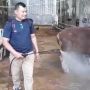 Ecoqurban Pastikan Hewan Kurban Aman dan Bebas Penyakit Mulut dan Kuku