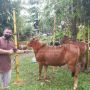 Dampak Wabah PMK, Harga Sapi Kurban di Pontianak Meroket