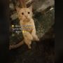 Kucing Oren Minta Makan dengan Sopan Sampai Berdiri Seperti Memohon-mohon, Bikin Netizen Gemes: Belajar Dari Mana?