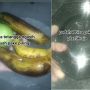 Dikasih Buah Pakai Piring, Perempuan Ini Malah Curiga Tetangga Minta Balasan: Kelihatan Banget Ingin Dibalikin