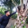 Harga Sawit Riau Turun Sepekan ke Depan, Ini Daftar Lengkapnya
