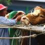 Pemkot Malang Bentuk Tim Khusus Cek Kesehatan Hewan Kurban
