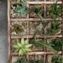 6 Tips Merawat Kaktus di Rumah, Perhatikan Penyiraman dan Kebutuhan Cahaya