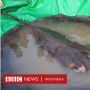 Ikan Air Tawar Terbesar Sedunia Ditemukan di Kamboja