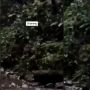 Heboh Harimau Sumatera Tertangkap Kamera Mengincar Pemuda di Hutan, Publik Ikut Deg-Degan