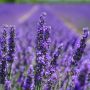 Salah Satunya Lavender, Berikut 3 Obat Herbal dengan Manfaat Luar Biasa