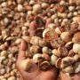 Harga Pinang Kering Riau Pekan Ini Turun Tipis Jadi Rp10.351 per Kg