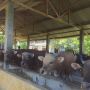 Presiden Jokowi Kurban Sapi 1,4 Ton di Kabupaten Kaur Bengkulu