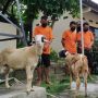 Ditinggal Penjaganya, Kambing yang Disiapkan untuk Idul Adha Digondol Maling