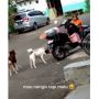Kurir Panik Dua Anjing Customer Menghampirinya, Auto Trauma Antar Paket