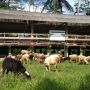 Idul Adha 1443 Hijriah, Baznas Tambah Wilayah Distribusi Daging
