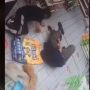 Bikin Ngakak, Gemas Lihat Kucing Gemuk, Dua Pria Ini Malah Ngajak Gulat