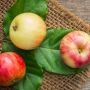6 Manfaat Buah Apel, Mulai dari Kesehatan Mata sampai Imun
