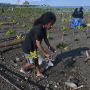 Aksi Tanam Mangrove dan Bersih Pantai di Palu