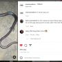 Geger! Penemuan Hewan Misterius Viral di Medsos, Warganet: Naga yang Tersembunyi